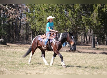 Draft Horse, Gelding, 5 years, Tobiano-all-colors