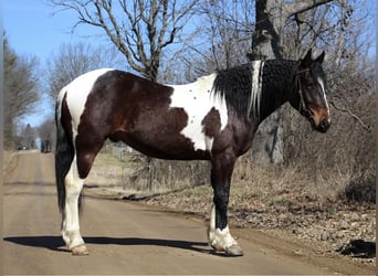 Draft Horse, Gelding, 5 years, Tobiano-all-colors