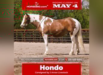 Draft Horse Mix, Gelding, 5 years