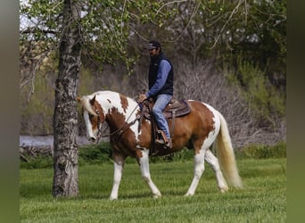 Draft Horse Mix, Gelding, 5 years