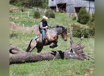 Draft Horse, Gelding, 5 years