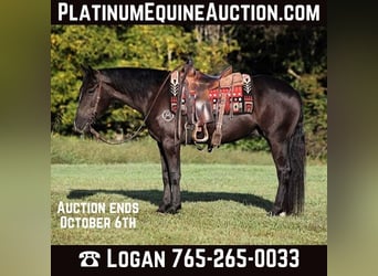 Draft Horse, Gelding, 6 years, 14,3 hh, Black