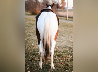 Draft Horse Mix, Gelding, 6 years, 14.3 hh, Pinto