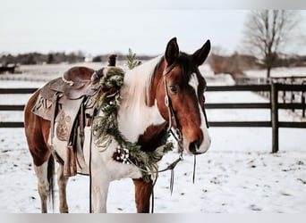 Draft Horse Mix, Gelding, 6 years, 14.3 hh, Pinto