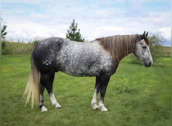 Draft Horse Mix, Gelding, 6 years, 14 hh, Grey