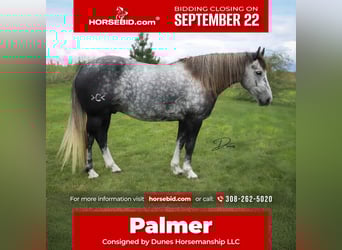 Draft Horse Mix, Gelding, 6 years, 14 hh, Grey