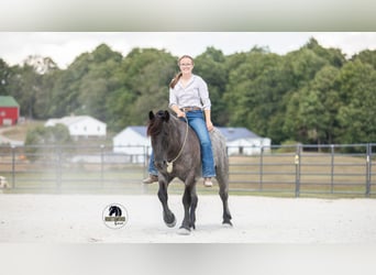 Draft Horse Mix, Gelding, 6 years, 14,1 hh, Roan-Blue