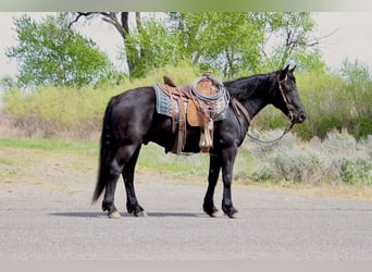 Draft Horse Mix, Gelding, 6 years, 14,3 hh, Black