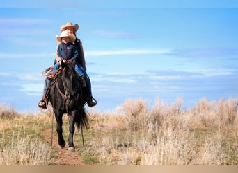 Draft Horse Mix, Gelding, 6 years, 14,3 hh, Black