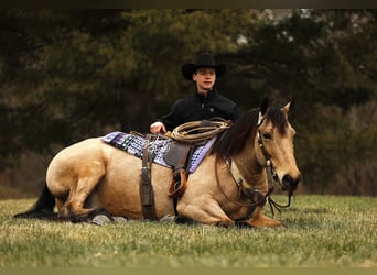 Draft Horse Mix, Gelding, 6 years, 15.1 hh, Buckskin