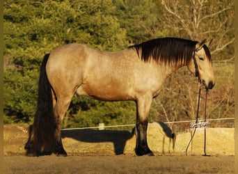 Draft Horse Mix, Gelding, 6 years, 15.1 hh, Buckskin