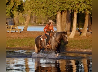 Draft Horse Mix, Gelding, 6 years, 15.2 hh, Grey