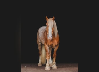 Draft Horse, Gelding, 6 years, 15.2 hh, Sorrel