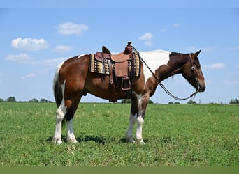 Draft Horse, Gelding, 6 years, 15.2 hh, Tobiano-all-colors