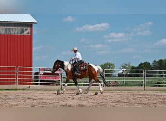 Draft Horse, Gelding, 6 years, 15,2 hh, Tobiano-all-colors