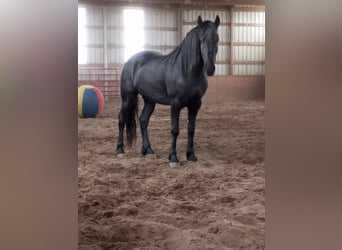 Draft Horse, Gelding, 6 years, 15.3 hh, Black