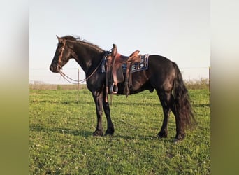 Draft Horse, Gelding, 6 years, 15.3 hh, Black