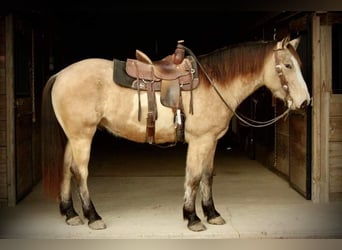 Draft Horse, Gelding, 6 years, 15,3 hh, Overo-all-colors