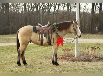 Draft Horse, Gelding, 6 years, 15,3 hh, Overo-all-colors