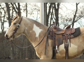 Draft Horse, Gelding, 6 years, 15,3 hh, Overo-all-colors