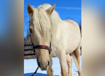 Draft Horse, Gelding, 6 years, 15.3 hh, Palomino
