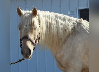 Draft Horse, Gelding, 6 years, 15.3 hh, Palomino
