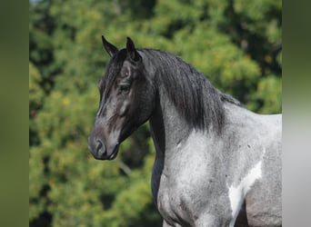 Draft Horse, Gelding, 6 years, 15.3 hh, Roan-Blue