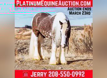 Draft Horse, Gelding, 6 years, 15 hh, Bay