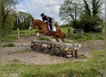 Draft Horse, Gelding, 6 years, 15 hh, Chestnut