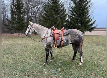 Draft Horse, Gelding, 6 years, 15 hh, Gray-Dapple