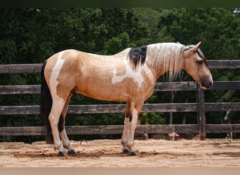 Draft Horse Mix, Gelding, 6 years, 15 hh, Pinto