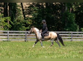 Draft Horse Mix, Gelding, 6 years, 15 hh, Pinto