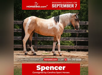 Draft Horse Mix, Gelding, 6 years, 15 hh, Pinto