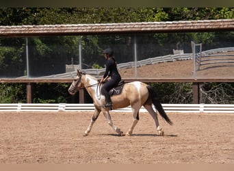Draft Horse Mix, Gelding, 6 years, 15 hh, Pinto