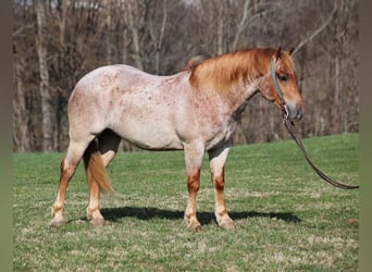 Draft Horse, Gelding, 6 years, 15 hh, Roan-Red