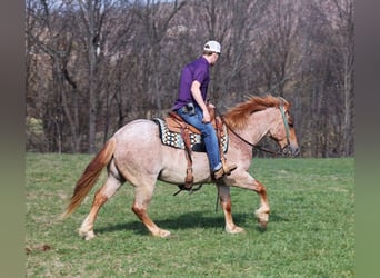 Draft Horse, Gelding, 6 years, 15 hh, Roan-Red