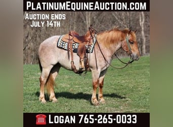 Draft Horse, Gelding, 6 years, 15 hh, Roan-Red