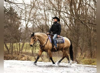 Draft Horse Mix, Gelding, 6 years, 15,1 hh, Buckskin