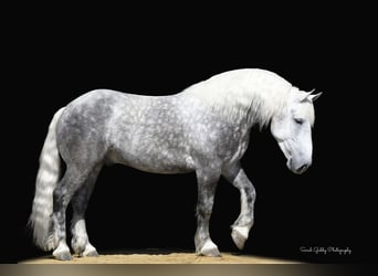 Draft Horse Mix, Gelding, 6 years, 15,2 hh, Gray-Dapple