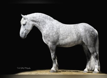 Draft Horse Mix, Gelding, 6 years, 15,2 hh, Gray-Dapple