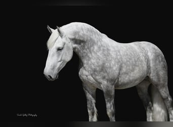 Draft Horse Mix, Gelding, 6 years, 15,2 hh, Gray-Dapple