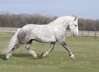 Draft Horse Mix, Gelding, 6 years, 15,2 hh, Gray-Dapple