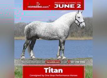 Draft Horse Mix, Gelding, 6 years, 15,2 hh, Gray-Dapple