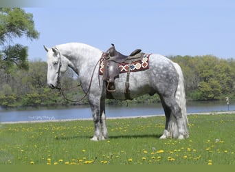 Draft Horse Mix, Gelding, 6 years, 15,2 hh, Gray-Dapple