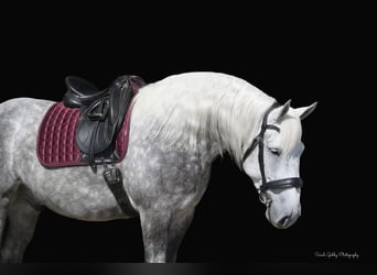 Draft Horse Mix, Gelding, 6 years, 15,2 hh, Gray-Dapple