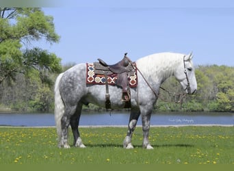 Draft Horse Mix, Gelding, 6 years, 15,2 hh, Gray-Dapple