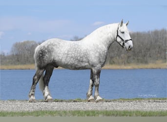 Draft Horse Mix, Gelding, 6 years, 15,2 hh, Gray-Dapple