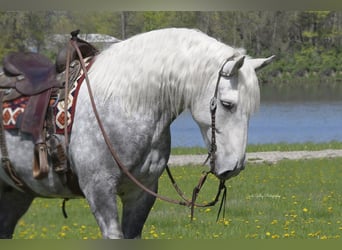 Draft Horse Mix, Gelding, 6 years, 15,2 hh, Gray-Dapple
