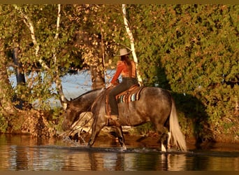 Draft Horse Mix, Gelding, 6 years, 15,2 hh, Grey