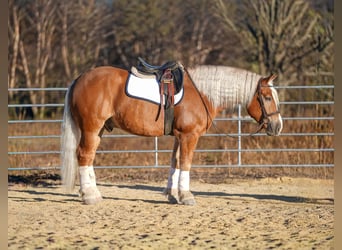 Draft Horse Mix, Gelding, 6 years, 15,2 hh, Palomino